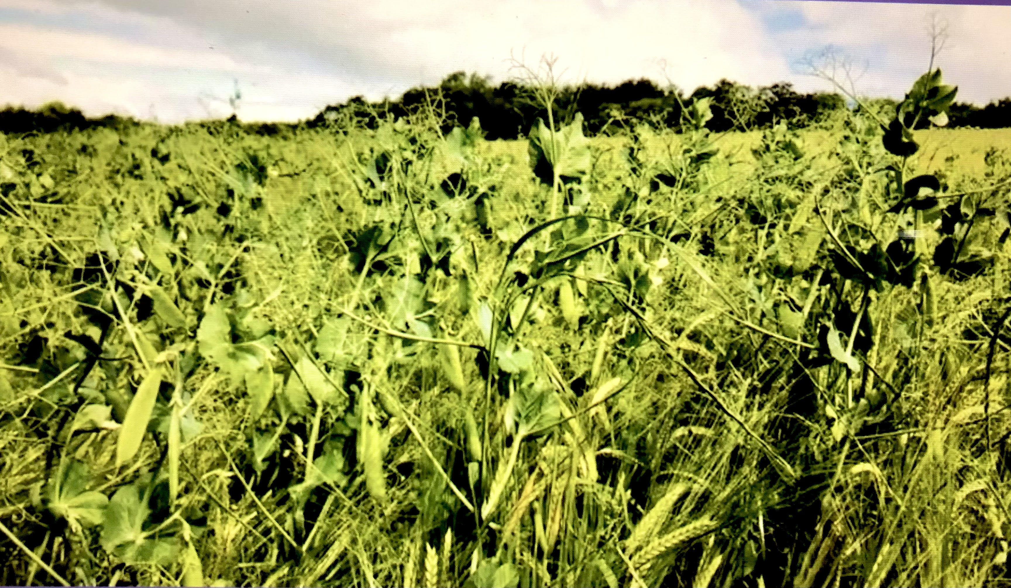 Barley and peas growing togeth