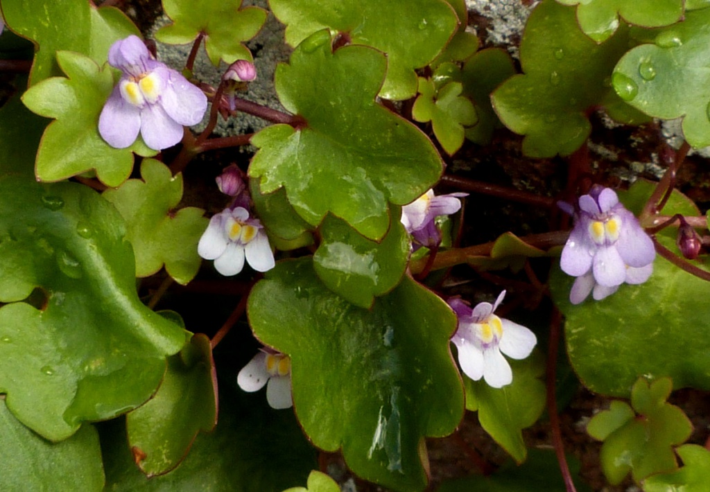 5. Ivy-leaved Toadflax